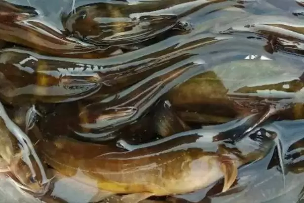 牛尾巴鱼的故乡寻踪:黄河流域和东北江河的分布秘密插图1 牛尾巴鱼的故乡寻踪:黄河流域和东北江河的分布秘密插图1