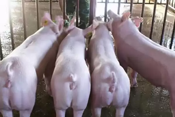 小母猪阉割作用及操作方法和重点?养猪要做好哪些阉割细节?插图2 小母猪阉割作用及操作方法和重点?养猪要做好哪些阉割细节?插图2