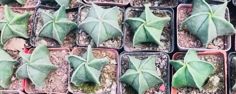 鸾凤玉烂根怎么解决 ,鸾凤玉烂根的处理方法是什么-会东网