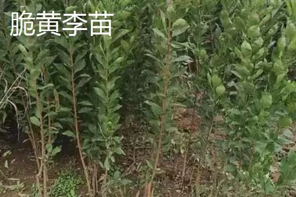 李子属于酸性还是碱性，属于少数酸性水果之一插图4