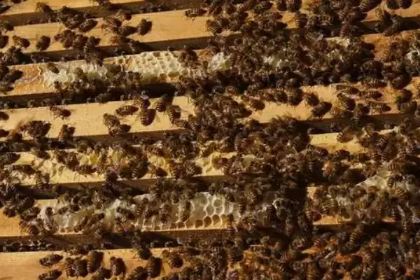 蜜蜂养殖十大忌讳，切忌胡乱饲养插图3