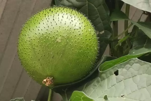 见血封喉的毒性有多强，是世界上最毒的树插图8