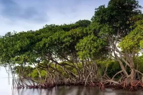海上森林的奥秘：红树林为何有此美誉？插图2