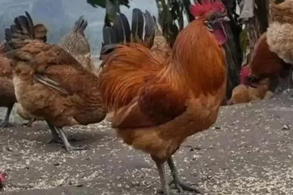 计算散养土鸡成本的方法和重点？养鸡要做好哪些成本核算？插图14