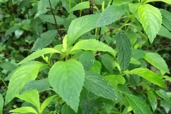 野坝子什么时候开花，多集中在每年9-12月插图3