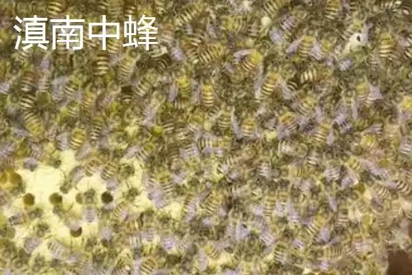 海南中蜂品种介绍，群势较小但具有较强的采集能力插图9