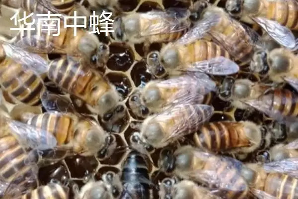 海南中蜂品种介绍，群势较小但具有较强的采集能力插图7