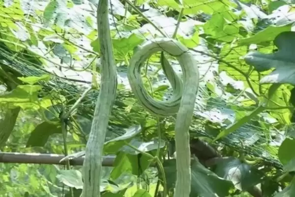 蛇瓜种植技术的方法和重点？种蛇瓜要做好哪些细节？插图2