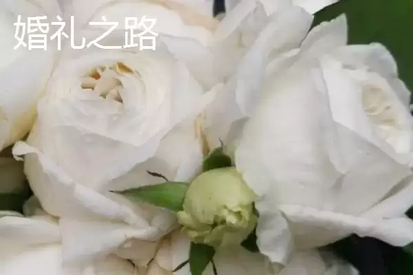 认识月季品种的方法和重点？认识月季品种要做好哪些细节？插图3