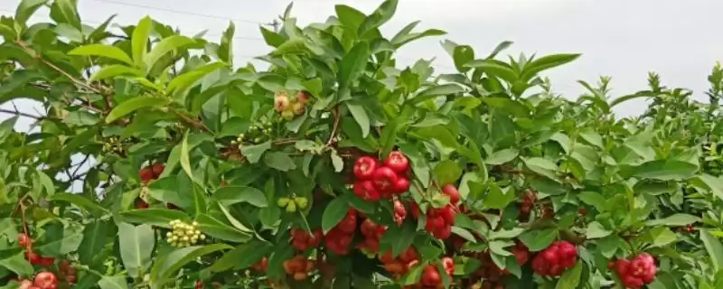 莲雾不开花结果的解决方法 ,莲雾控梢等措施如何促开花？-会东网