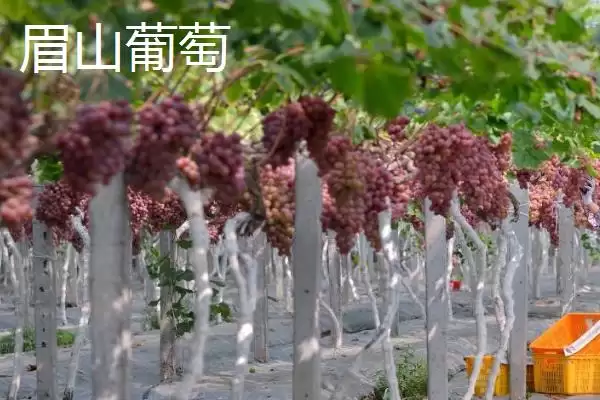 湖南冷水江市的特产，冷水江杨梅大如蛋插图5
