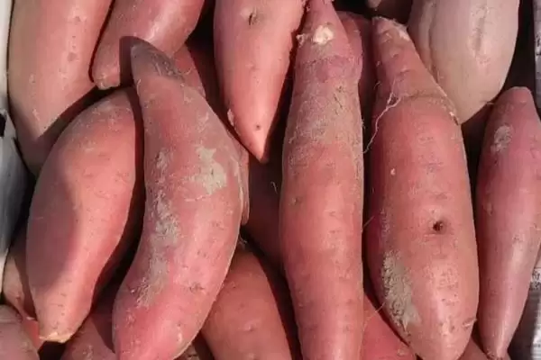 什么品种的红薯又好吃且产量高？挑选优质红薯品种要关注哪些要点？插图1