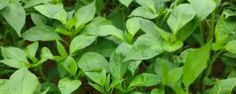 辣椒的育苗技术 ,辣椒种植前浸种时间有何要求？-会东网