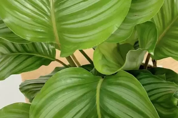 青苹果竹芋叶子焦边怎么处理,需进行遮阴处理插图1 青苹果竹芋叶子焦边怎么处理,需进行遮阴处理插图1