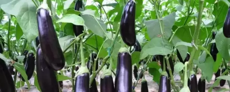 茄子中棚覆盖栽培技术要点：大小行定植的操作要点-会东网
