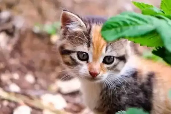 猫咪是如何辨别主人的 ,猫咪通过气味、声音、视觉辨别主人插图3