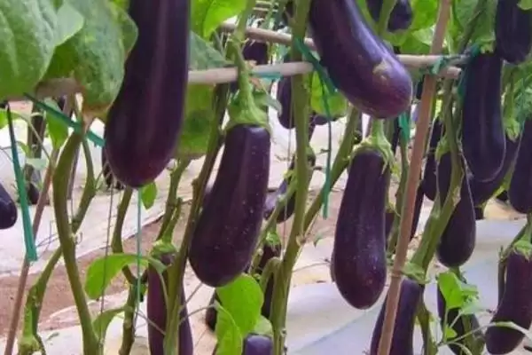 茄子结果成熟时间揭秘：大约10天左右的成长历程插图2
