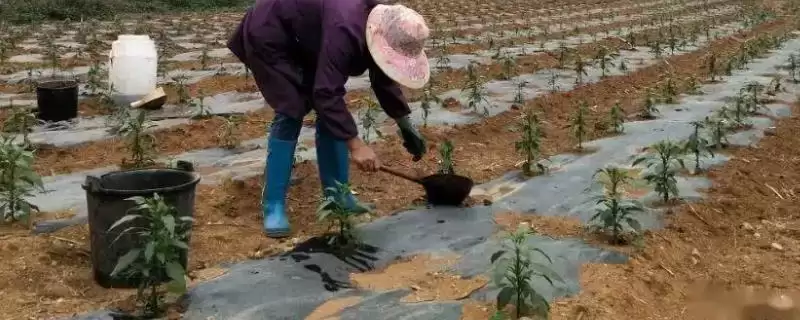 辣椒的施肥方式 ,辣椒不同生长阶段如何施肥？-会东网