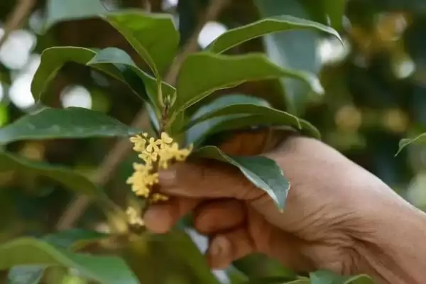 桂花的采摘时间，9-10月份为花期、开花中期适合采收插图2