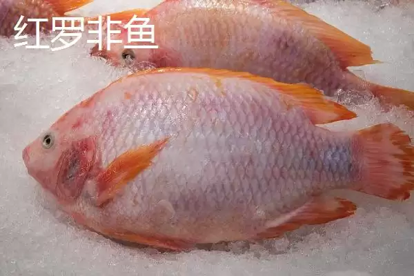 罗非鱼有哪些常见品种 ,罗非鱼的品种多如何培育而来插图3