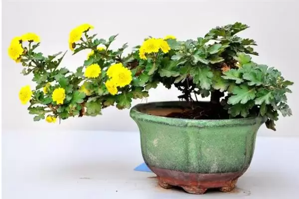 菊花的颜色种类 ,菊花常见的颜色有哪些呢？插图6