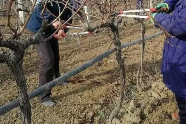 修剪葡萄的方法和重点？修剪葡萄要做好哪些细节？插图2