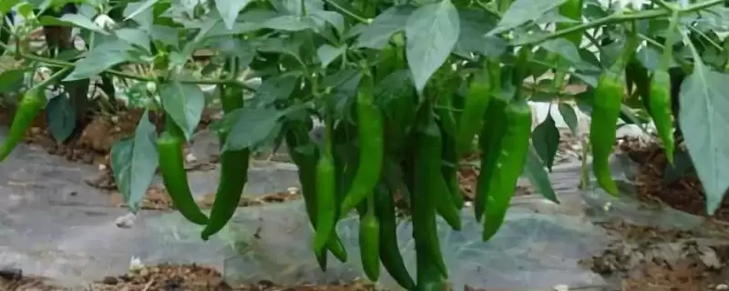 辣椒的种植土壤选择 ,辣椒为何选微酸性或中性土种植？-会东网