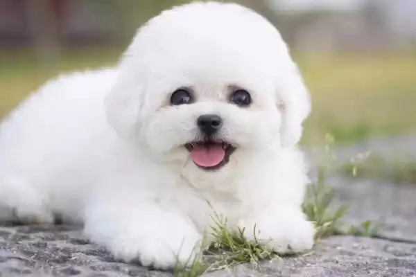 卷毛比熊犬的食物喂养 ,卷毛比熊犬的食物喂养要注意什么？插图1