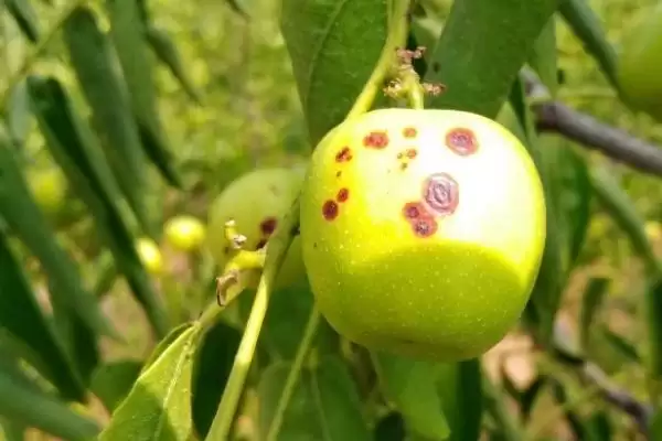探寻枣树锈病原因的方法和重点？探寻枣树锈病原因要做好哪些细节？插图1