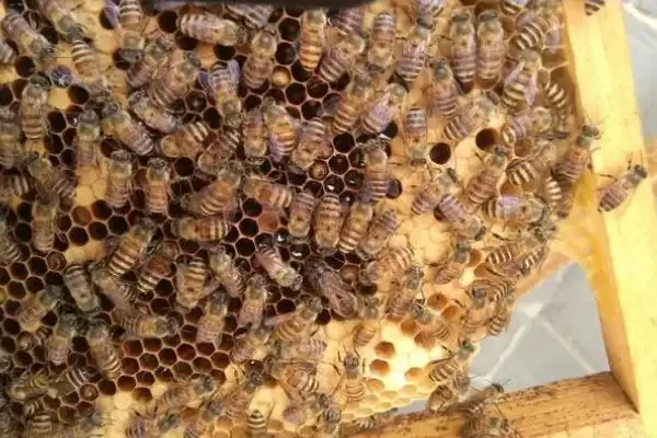 南方中蜂春繁要点，春繁早期要注意保温防寒插图5