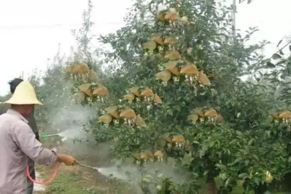 苹果水裂纹发生原因及防治方法，需对症下药插图4