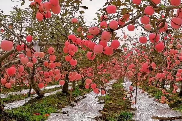 杨梅保花保果的方法，盛花期可喷施赤霉素插图2