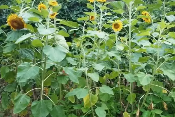 如何避免向日葵出现空籽？种植向日葵要防范哪些出现空籽的情况？插图3