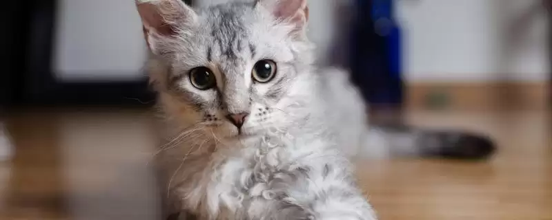 猫得猫癣的原因是什么 ,猫得猫癣一般因何感染-会东网