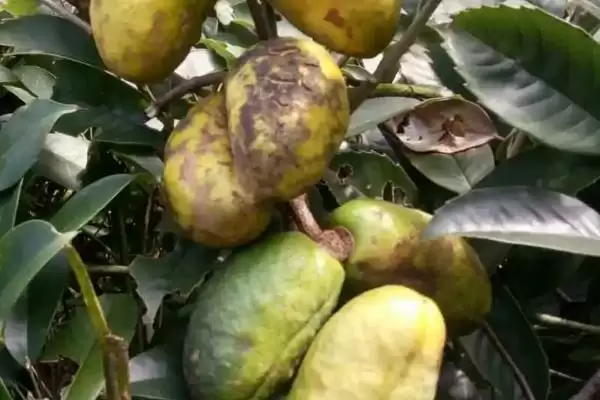 木通在什么时候进行种植呢,木通的栽种时间一般在 4-10 月这个区间插图2