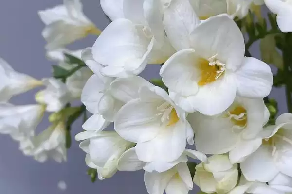 小苍兰开花时间的要点和判断？判断小苍兰开花时间需注意什么？插图1