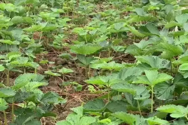 怎么应对草莓育苗和种植期间土壤带菌的问题,高温闷棚可以有效灭杀细菌和虫卵插图4 怎么应对草莓育苗和种植期间土壤带菌的问题,高温闷棚可以有效灭杀细菌和虫卵插图4