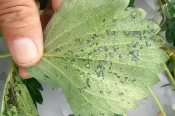 草莓空心如何预防，生长温度不要超过35℃插图7