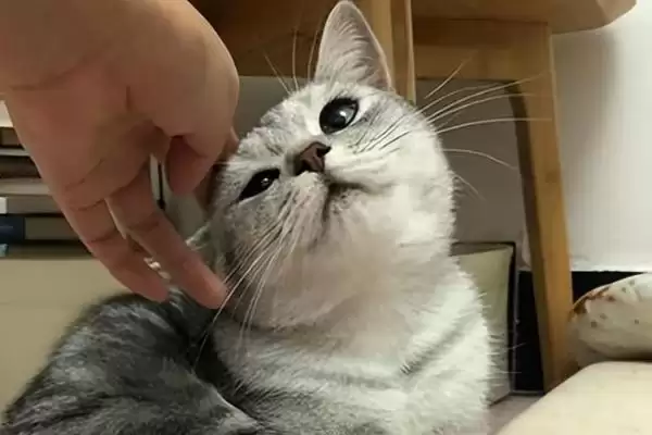 猫咪为何一直蹭人还叫唤 ,猫咪发情等原因会蹭人并叫唤插图1