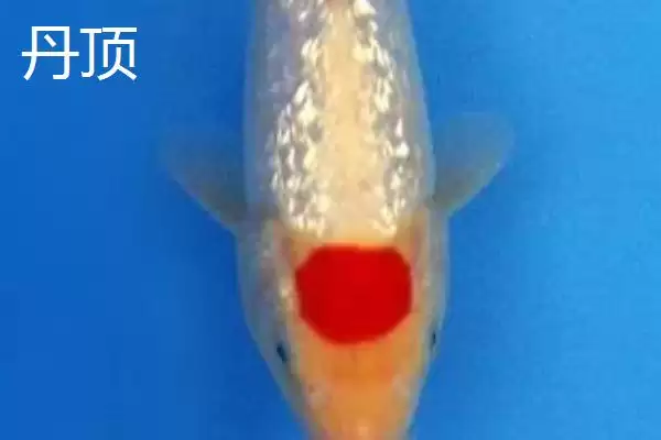 锦鲤的常见品种 ,锦鲤有哪些常见的品种类型呢插图10
