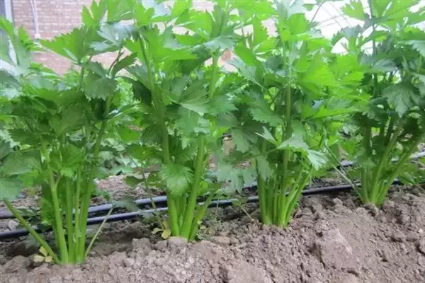 小香芹种植时间的要点和判断？确定小香芹种植时间需考虑哪些因素？插图3