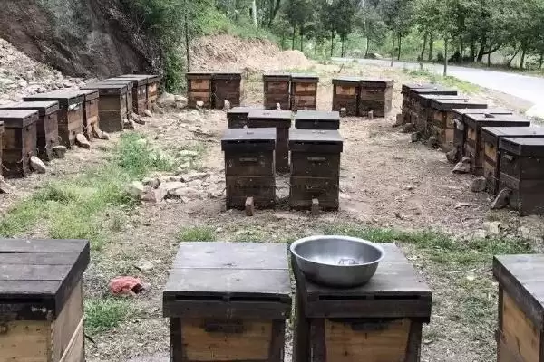 蜜蜂夏季管理技术，应适时进行奖励饲喂插图3