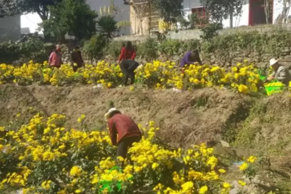 菊花夏天的放置问题 ,夏天菊花放外面要做哪些防护呢？插图5