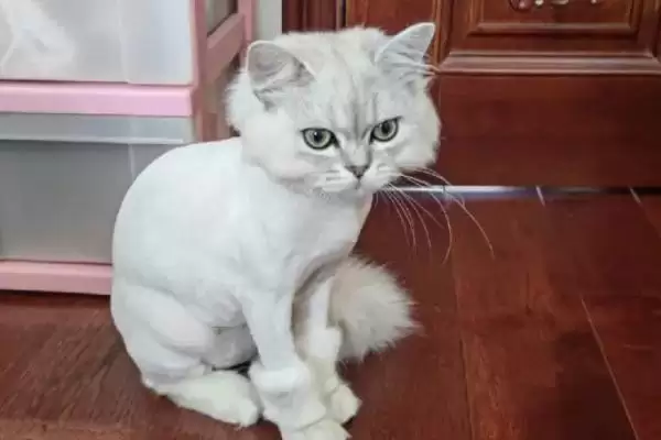 猫咪要如何进行美毛 ,猫咪美毛补充营养是关键因素插图2