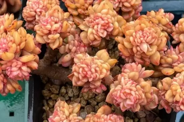 夏季养蜡牡丹的方法和要点？夏季养殖蜡牡丹要掌握哪些关键步骤？插图2
