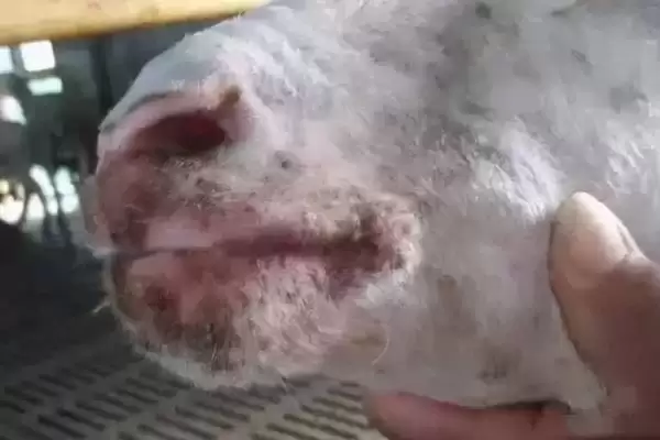 羊痘在什么部位能看到，主要在羊皮肤无毛或少毛部位发生插图1