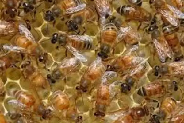 如何直接介入蜂王,将蜂王直接介入蜂群中即可插图1 如何直接介入蜂王,将蜂王直接介入蜂群中即可插图1