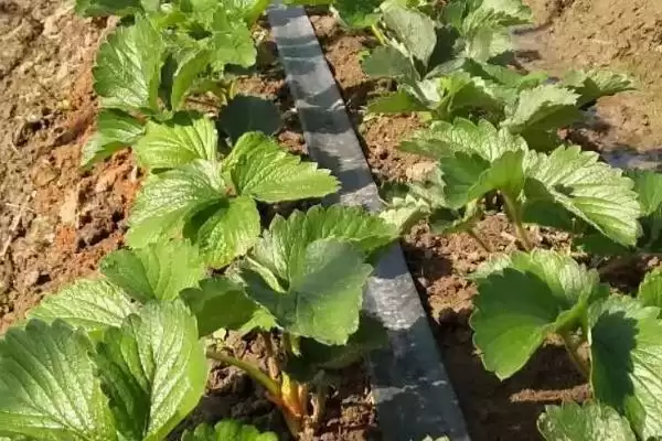 草莓茎秆发红的原因，可能是因为冬季温度过低导致的插图1