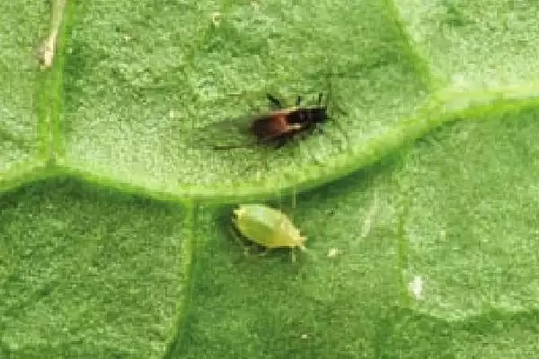 冬瓜瓜蚜危害症状，多群集在叶背、嫩茎和嫩梢刺吸汁液插图1