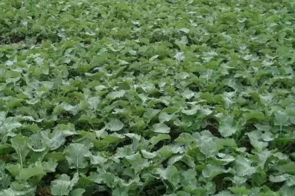 哪些油菜种子品种的出油率最高，中双11号、阳光2009、阳光198等品种的含油量均超过40%插图4